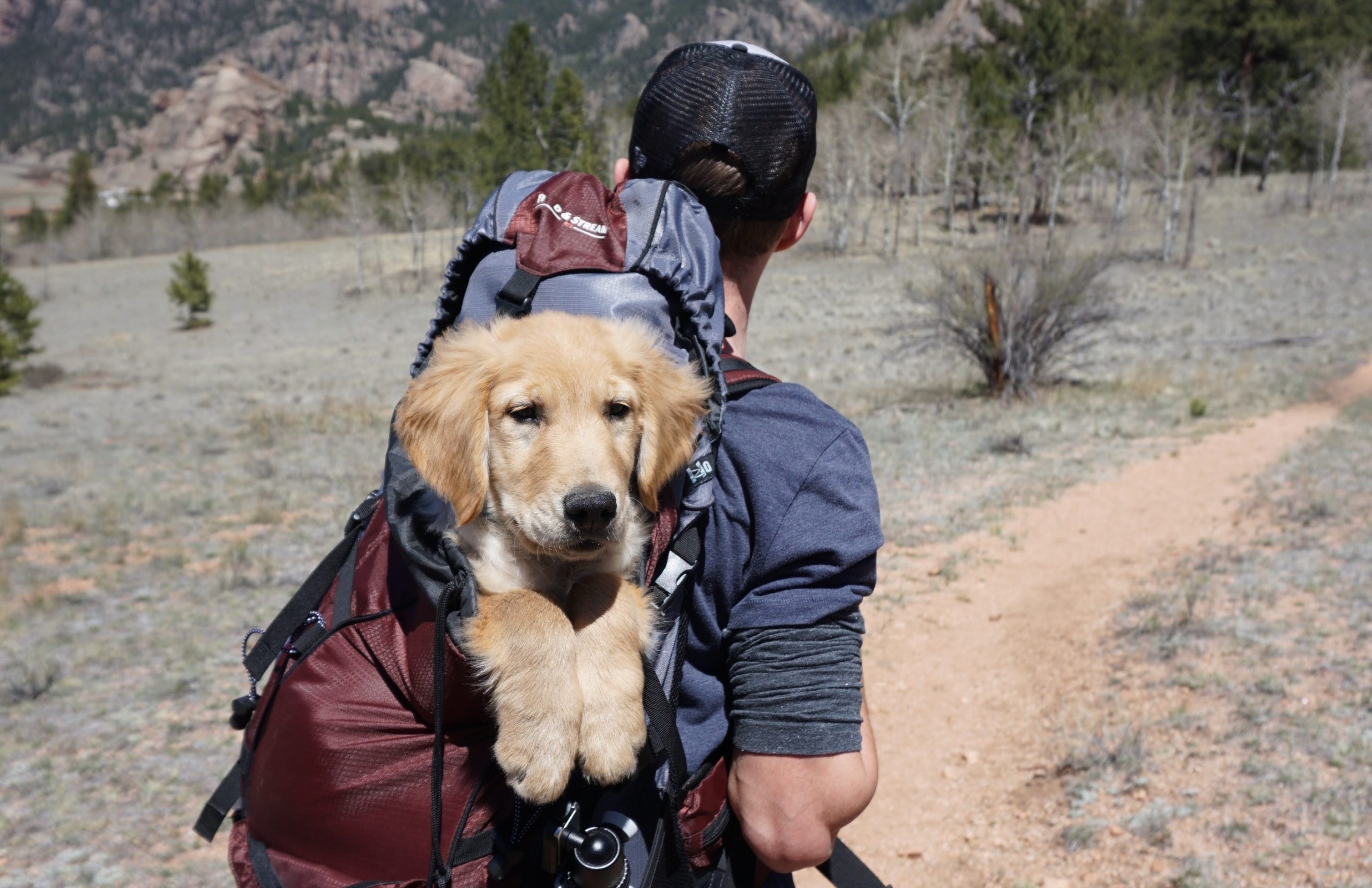 rucking dog